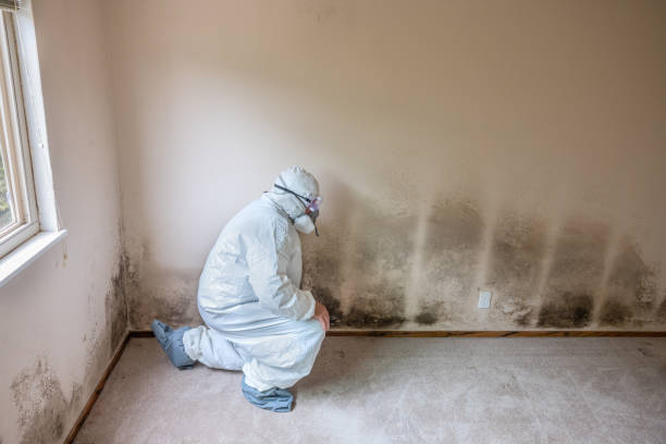 Mold Remediation for Vacation Homes in Robbins, NC